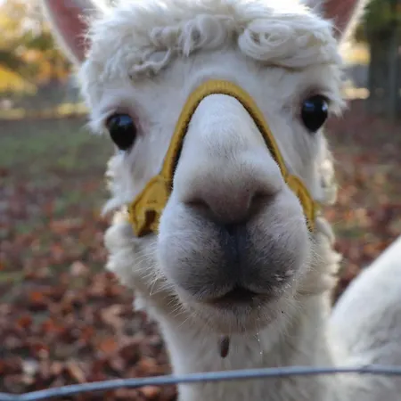 Winnetou Sonnenkreisel 145 Tatil Evi Waldbrunn (Baden-Wurttemberg)